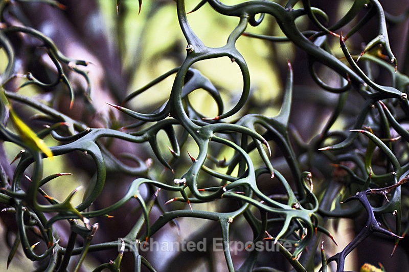 A Thorny Situation - Flowers and Trees
