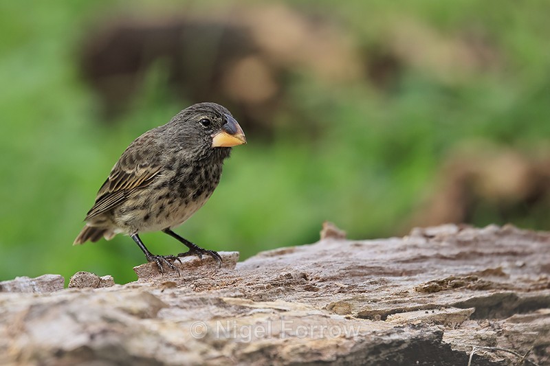 Large-Ground-Finch (female), Santa Cruz, Galapagos - Large Ground-Finch