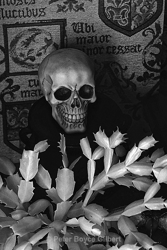 Skull still-life - Infrared images