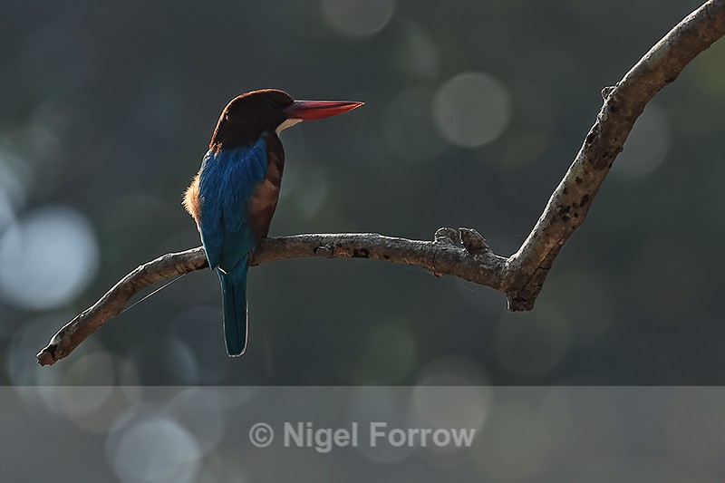 Back-lit White-throated Kingfisher, Bandhavgarh National Park, India - White-throated Kingfisher
