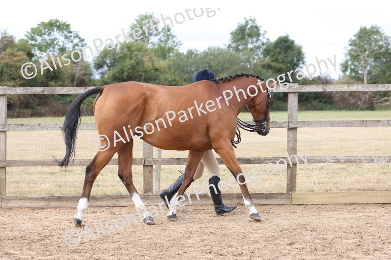 20260831-1911 - Class 5 - Retraining of Racehorses