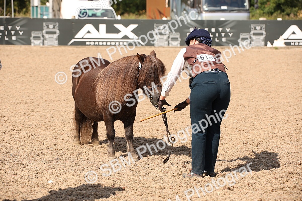 SBM_03409 - Class 18 Handsomest Gelding (IH or Ridden)