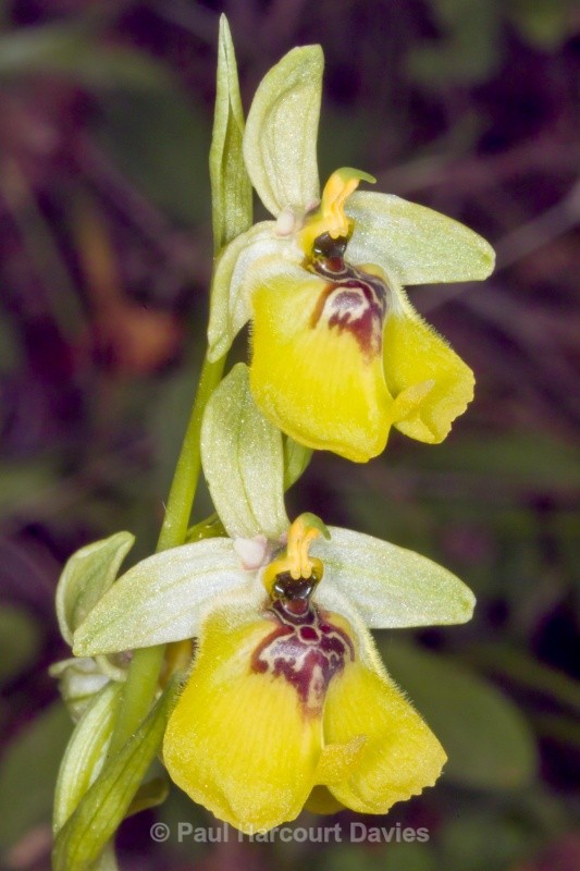 Ophrys lacaitae (Lacaita's Ophrys) - Orchids - Ophrys