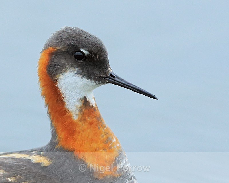 Red-necked Phalarope (female) close-up - Red-necked Phalarope