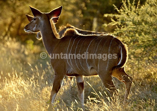 Lesser Kudu - Botswana
