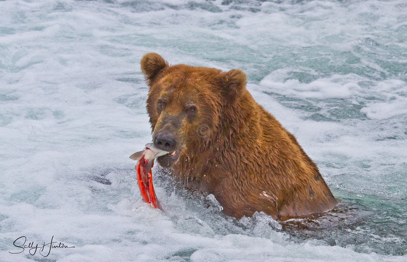 Bear Eating Fish 1