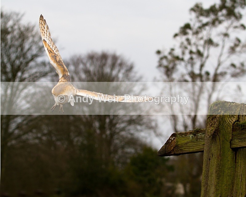 20110312-IMG_1975-123 - Barn Owl