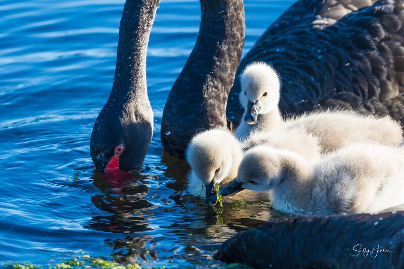 10 Teaching 0A3A6612 - Black Swans and cygnets