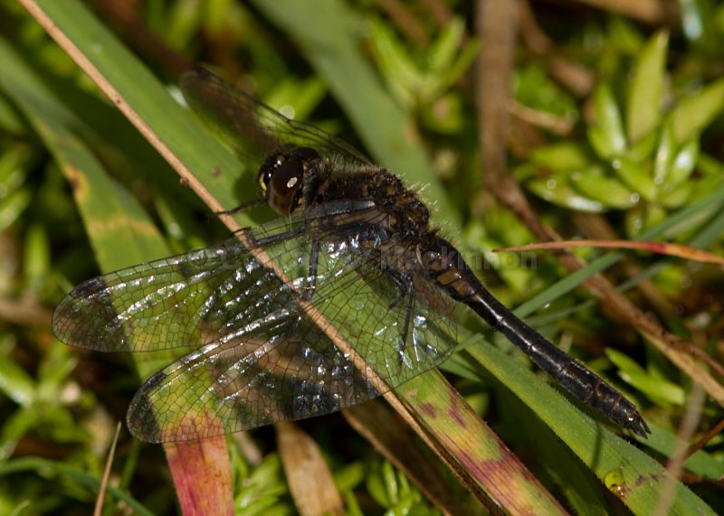 Sympertrum danae - Dragons