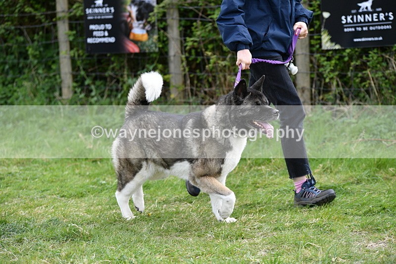 WJ5_9988 - Class 5 Best Veteran / 7 years & over