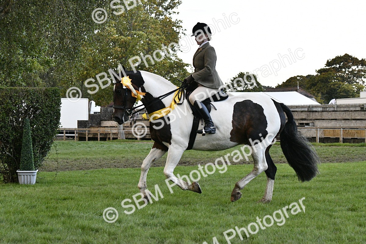 SBM_53323 - S14 - Riding Club Horse