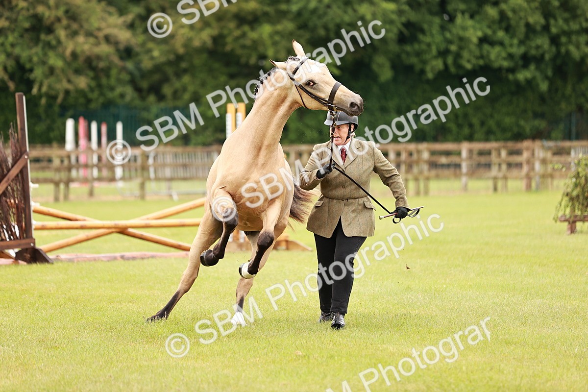 SBM_00709 - Class 26-30 Sport Horse In Hand
