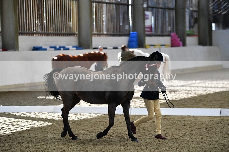 WJ5_3591 - Class 5 In Hand Veterans