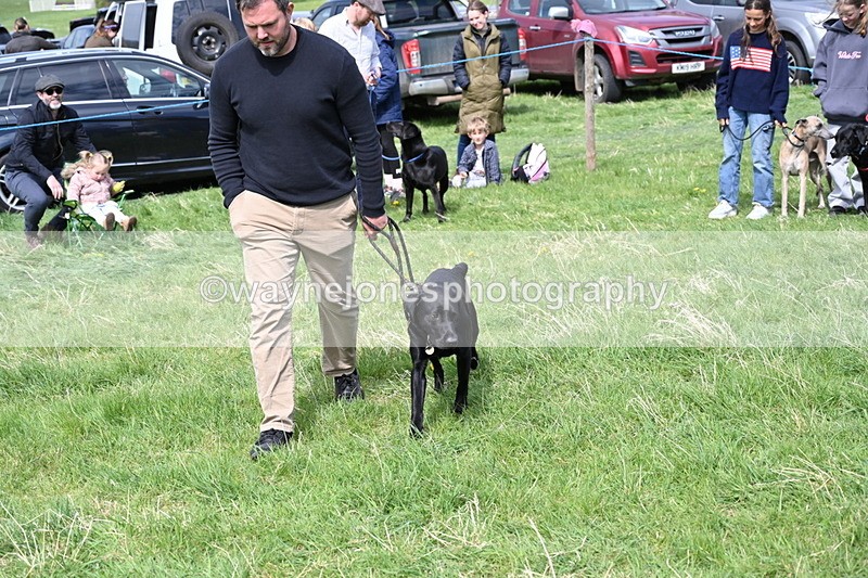 WJ6_9013 - Class 8 Best Working / Gun Dog or Bitch