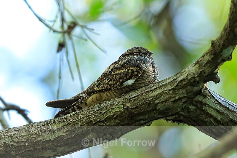 Lesser Nighthawk roosting, Costa Rica - Lesser Nighthawk
