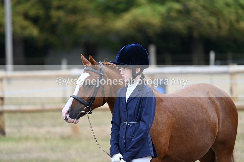 WJ7_8398 - Class 4 Prettiest Mare up to 14.2hh
