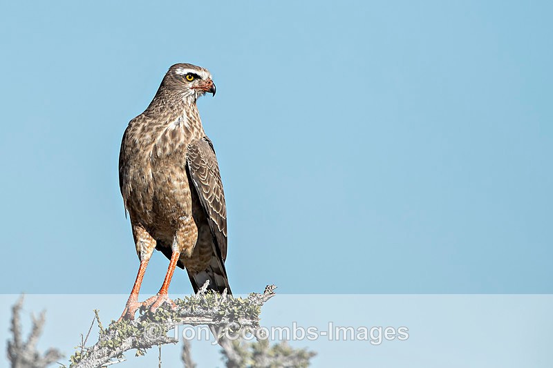 Chanting Goshawk - Etosha National Park ~ Birds