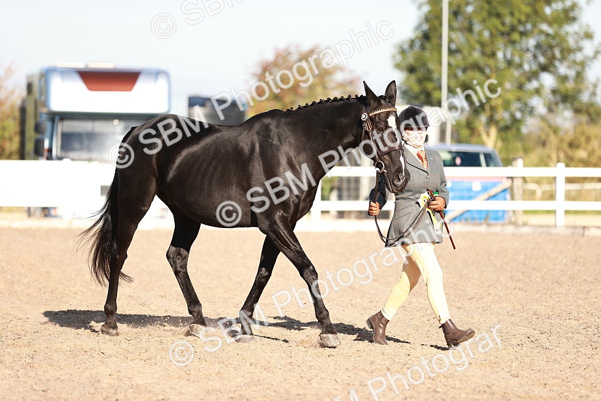 SBM_11239 - Class 401 - IH  Veteran horse