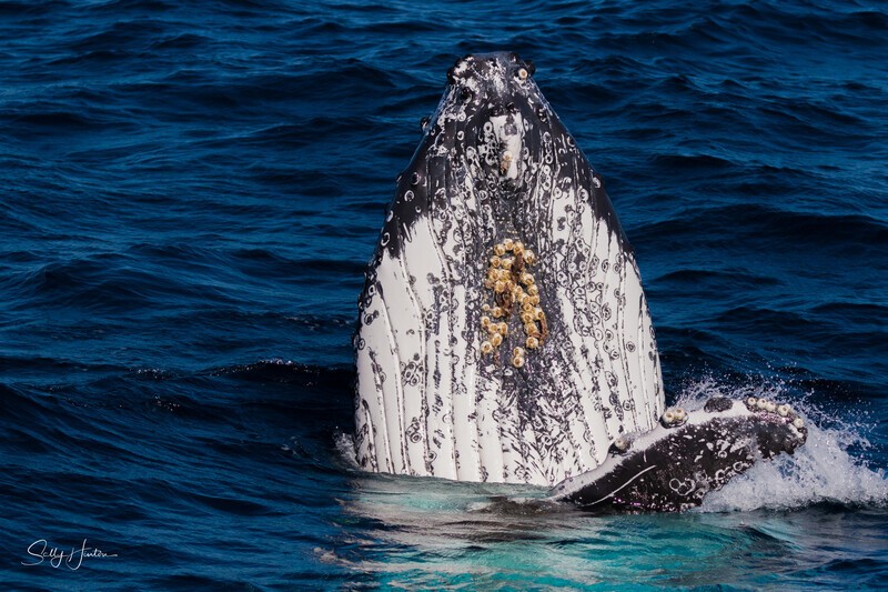 Labour Spyhop 2 - Humpback Whales