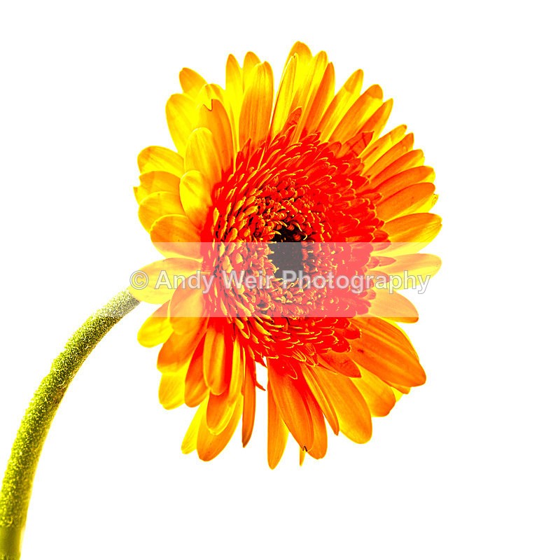 Gerbera - Plants & Flowers