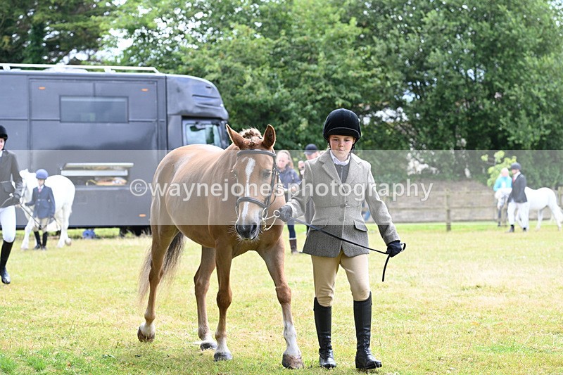 WJ7_6550 - Class 5 Handsome Gelding in hand