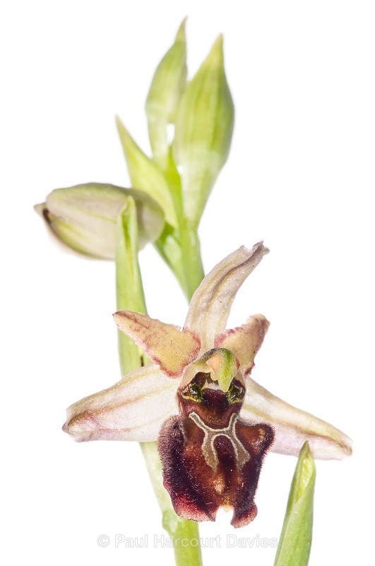  - WB: Orchids - Ophrys