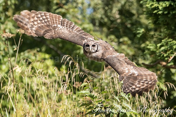 muncaster-18 - Birds of Prey