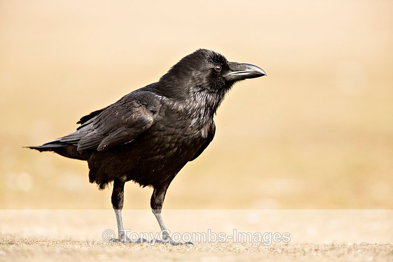 Raven - Buzzard and Drinking Pool Hides