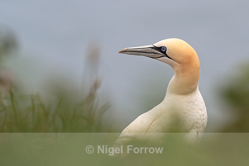 Gannet portrait, RSPB Bempton Cliffs - Gannet