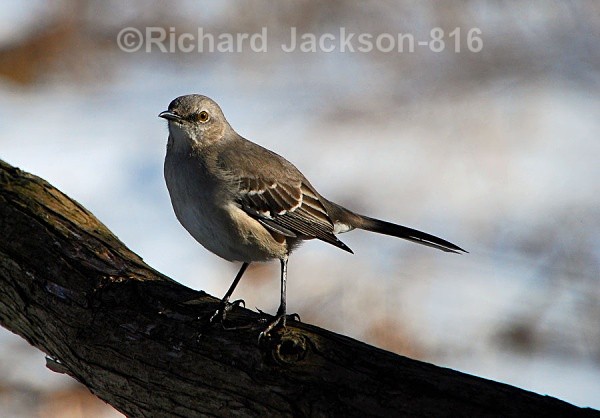 Yes, I See You Too! - Birds