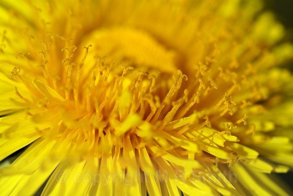 “Get Hooked On Dandelions “ - MACRO & CLOSE UPS