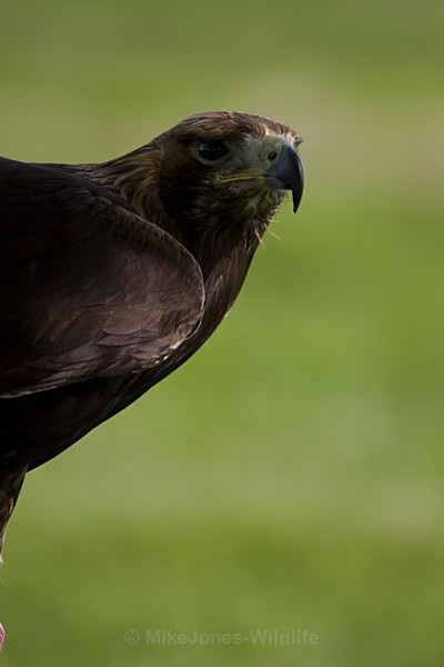 GOLDEN EAGLE (ref GE 03/11) - GOLDEN EAGLES