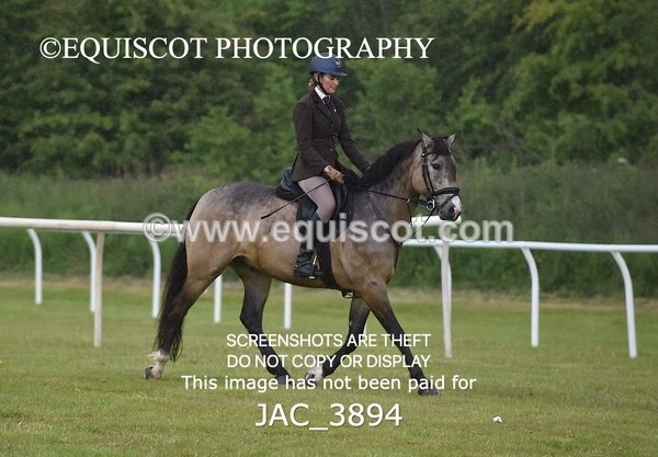 JAC_3894 - 55cm WORKING HUNTER