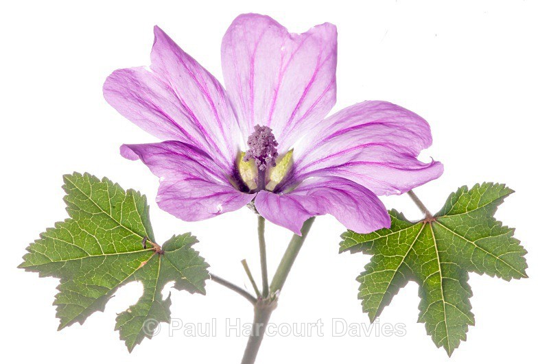 Common Mallow (Malva sylvestris) .MYN - Plants - WB