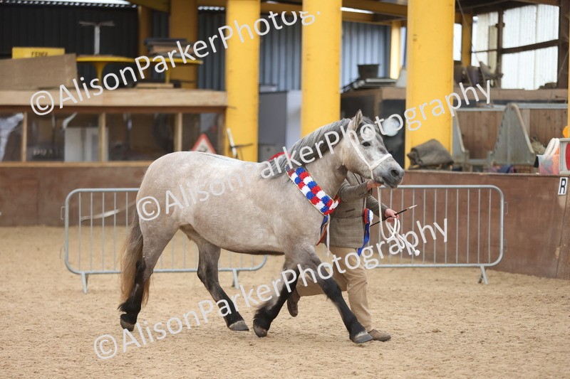 20251109-1255 - Supreme Championship