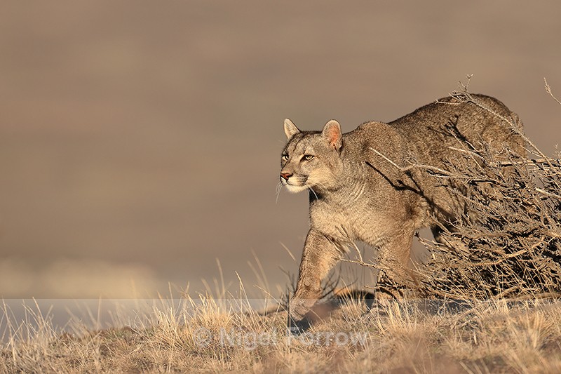 Puma Escacha emerges from bushes, Torres del Paine, Chile - Puma
