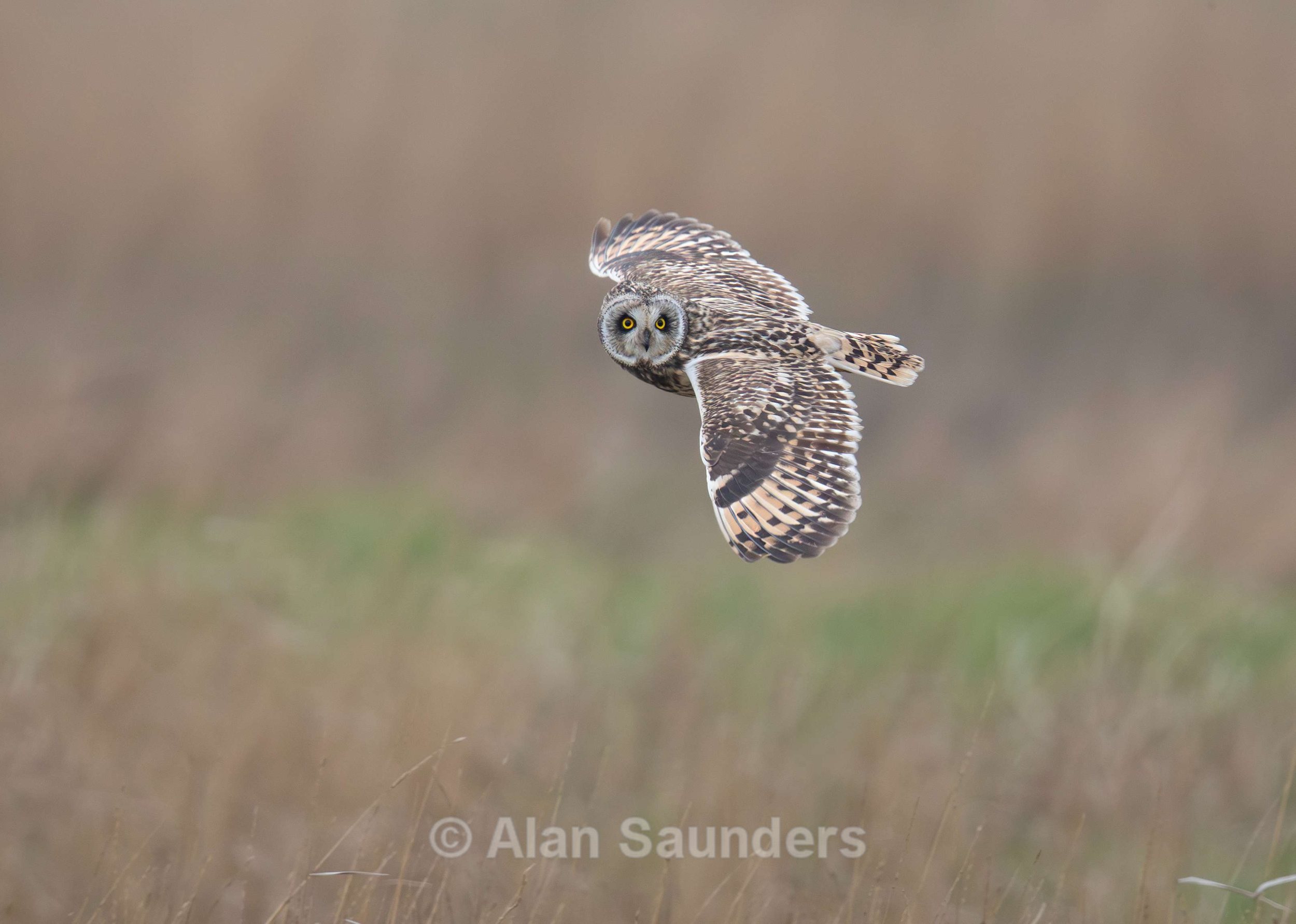 Short Eared Owl