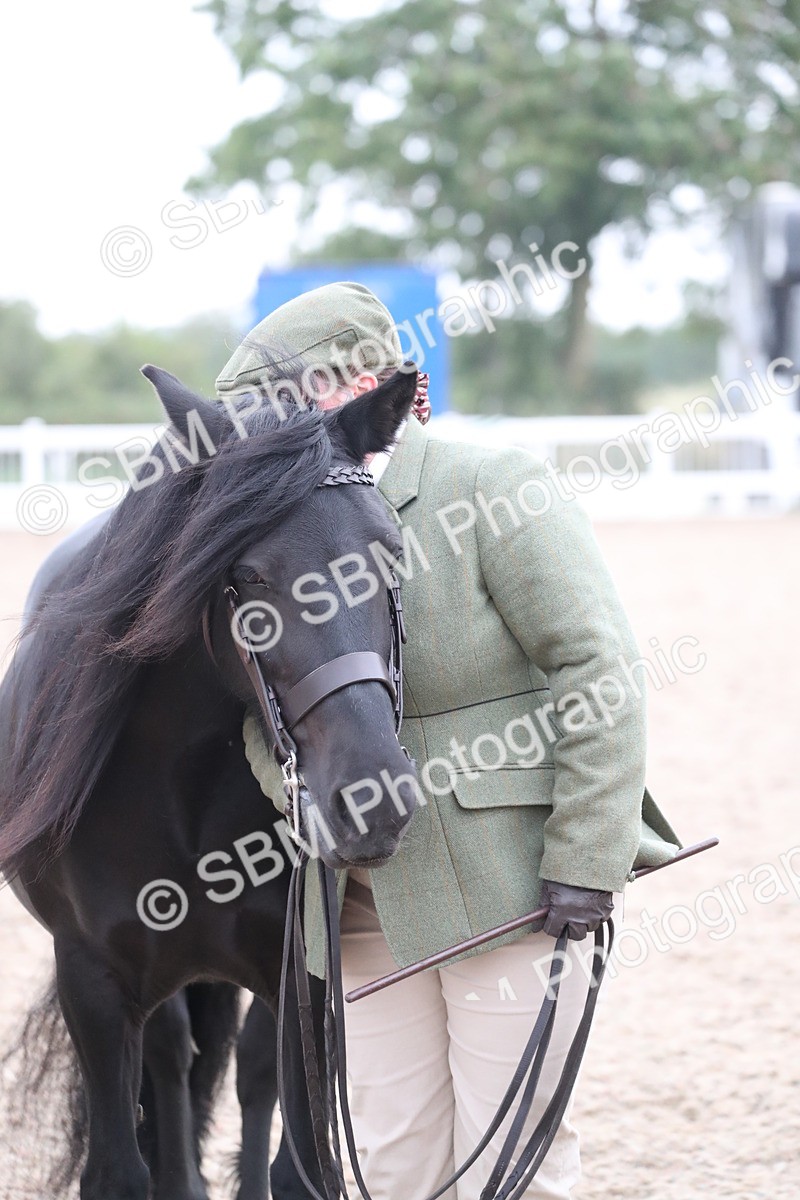 SBM_17995 - Class 317 IH Pure bred Horse/Pony