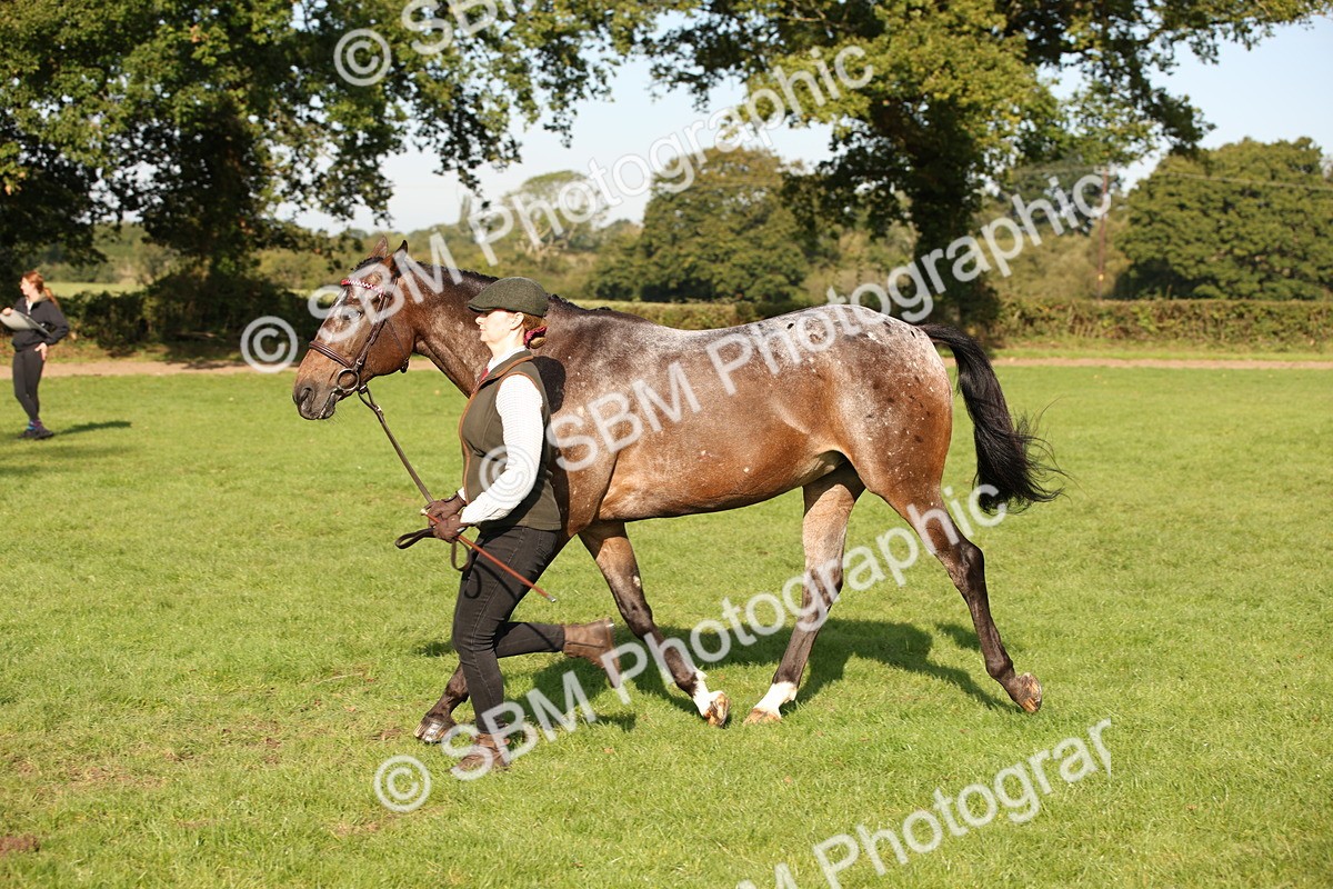 SBM_59383 - S52 - Other Coloured Horse In Hand