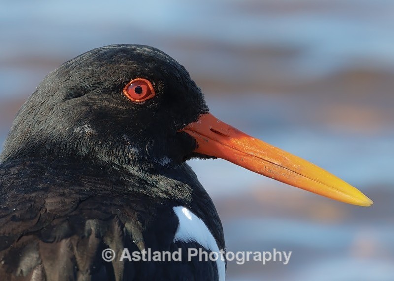 Oystercatcher - Latest Images