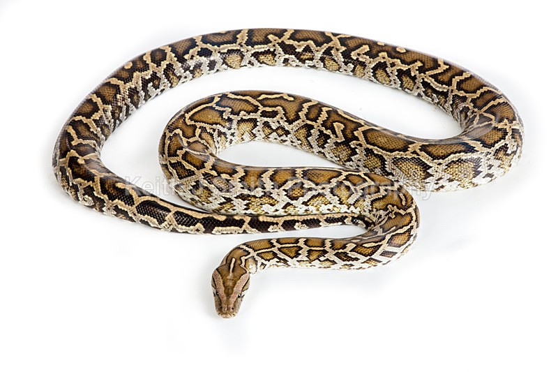 1SKJ7335 - Roaming Reptile Show