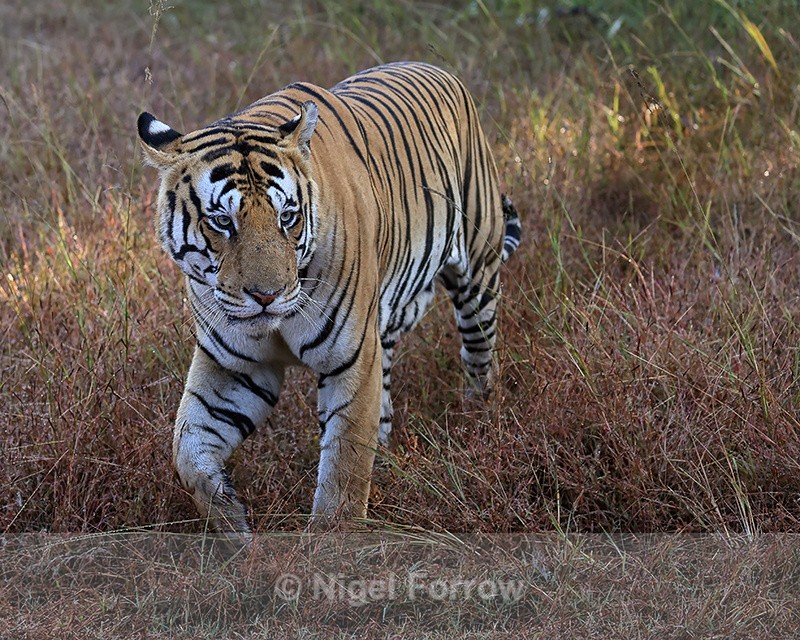 Male Tiger close approach, Panna Reserve, Madhya Pradesh, India - Tiger