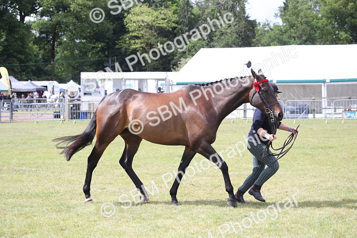 SBM_13253 - Class 95-96 - LIHS BSHA Rising Star Hack Riding Horse