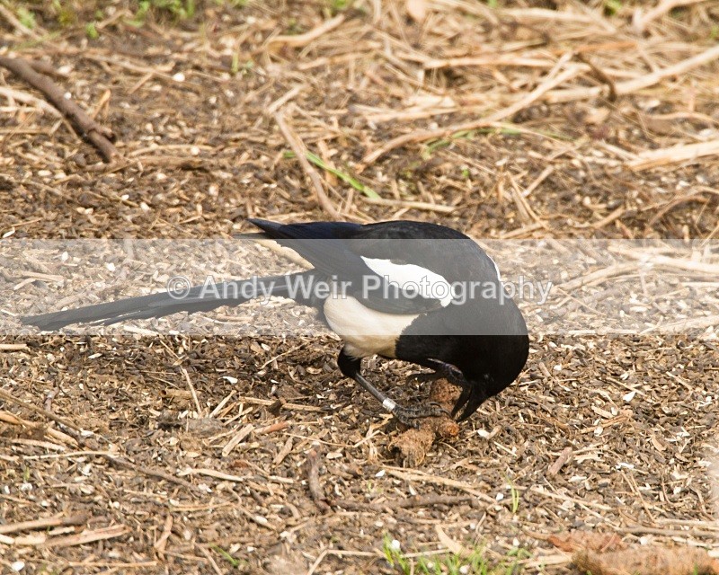 20110319-IMG_2430 - Corvids