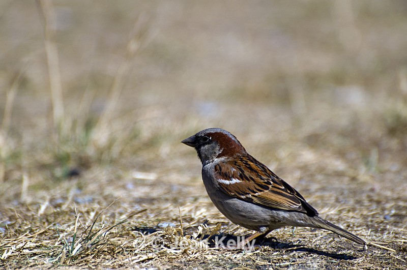 House Sparrow - 5747 - Birds