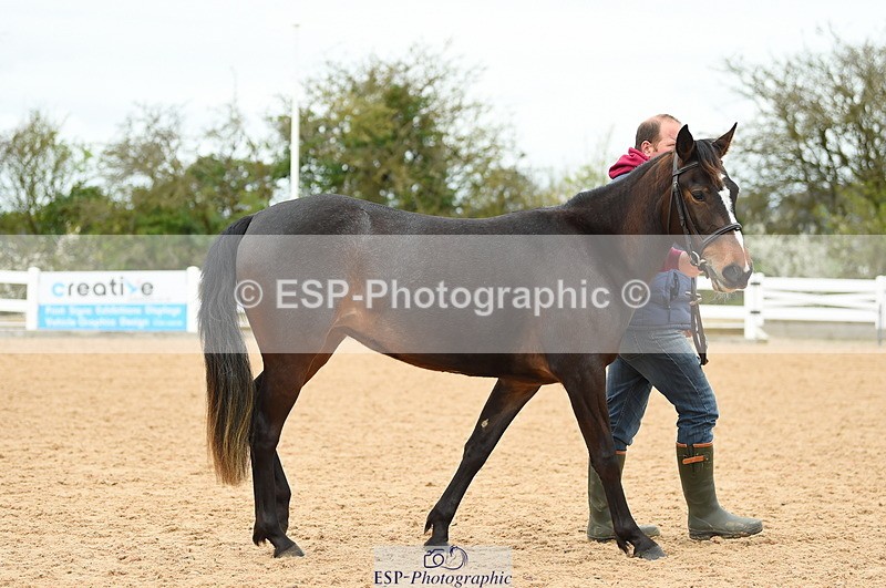 230416A-140144-04724 - Cls 46+43 In Hand Warmbloods and Foreign