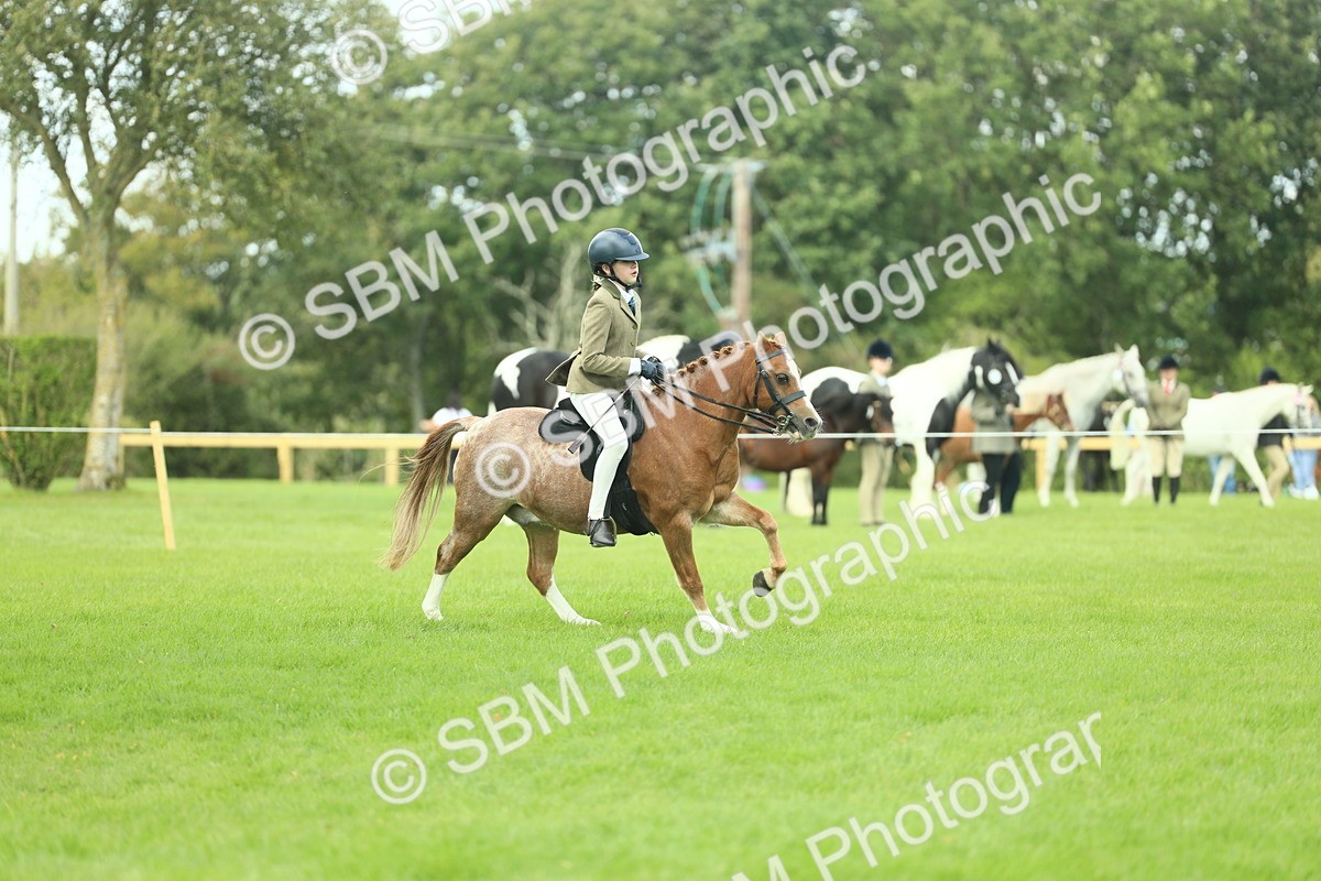 SBM_44667 - S31 - Working Hunter Pony