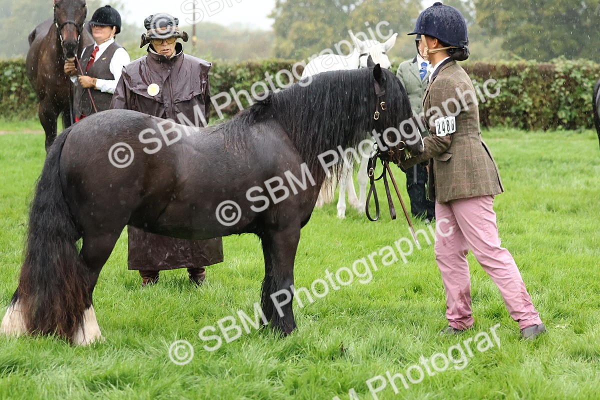 SBM_35308 - S10 - Best In Hand Horse & Pony