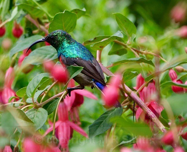Male Sunbird in Kuhestan Gardens 2022 - NEW GALLERY AS A SOUTH AFRICAN RESIDENT