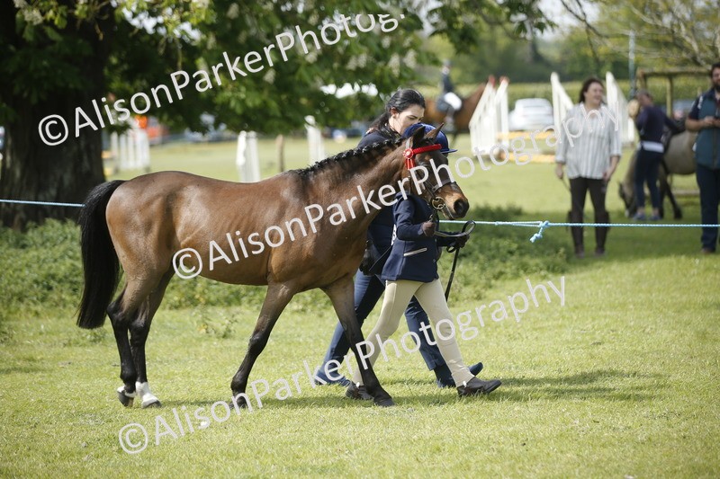 20260426-1851 - Class 7 - Pony Judge Would Most Like To Take Home